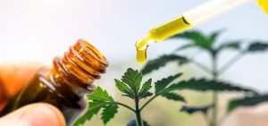 More Informtion About CBD Oil