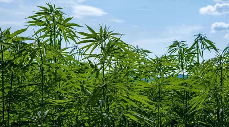 CBD And Delta-8