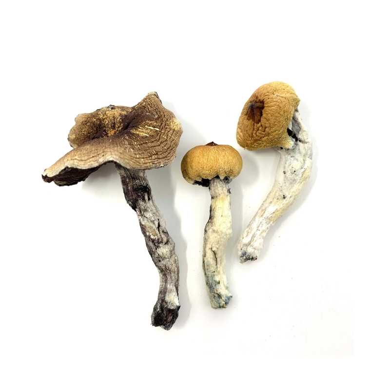 golden teacher magic mushroom