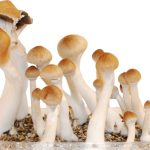 Unveiling the Mysteries: The Potential Benefits of Magic Mushrooms