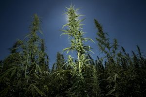 CBD And Delta-8