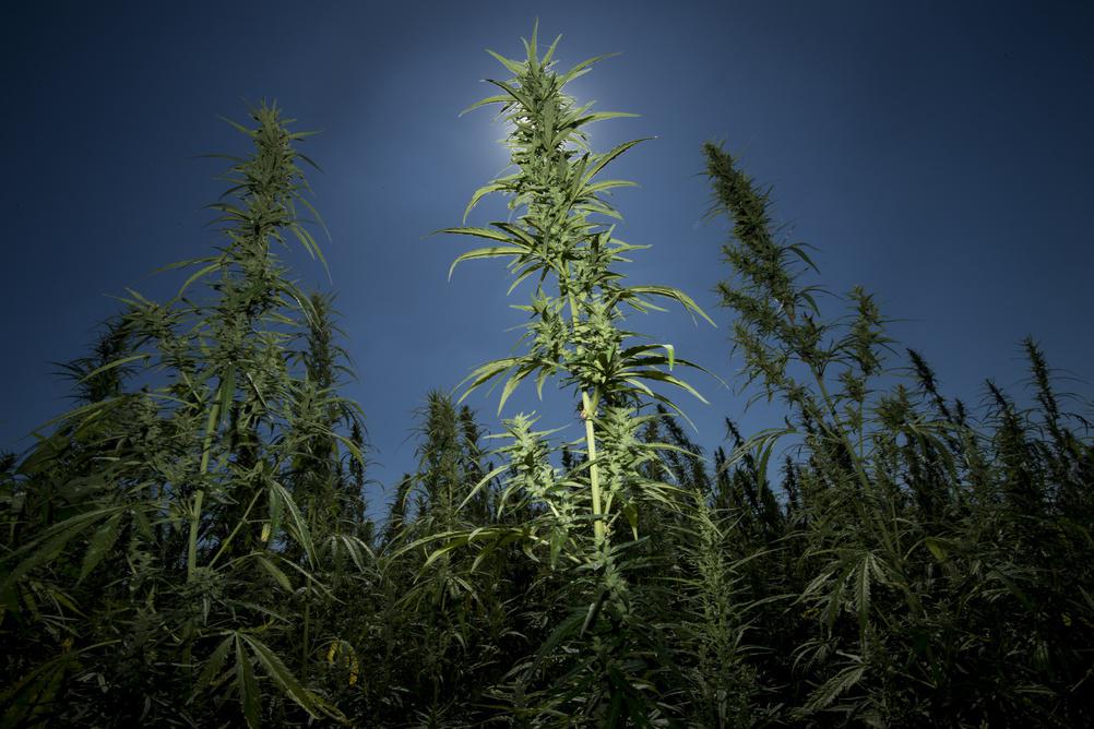 CBD And Delta-8